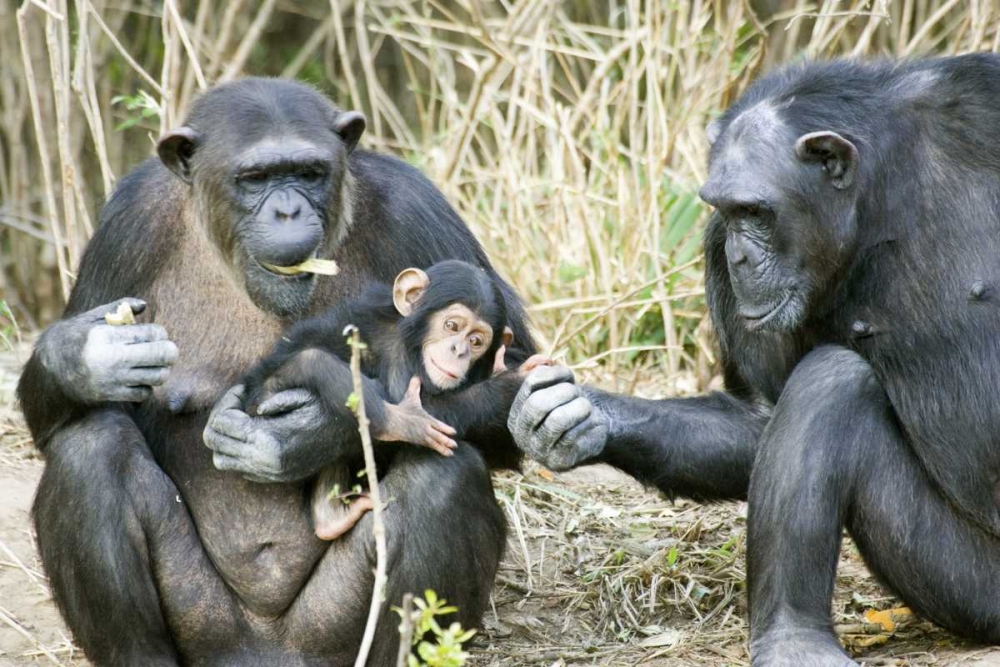 Kenya Chimpanzee family on an island